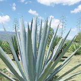Agave americana oaxacensis MCA ©Abisaí Josué García